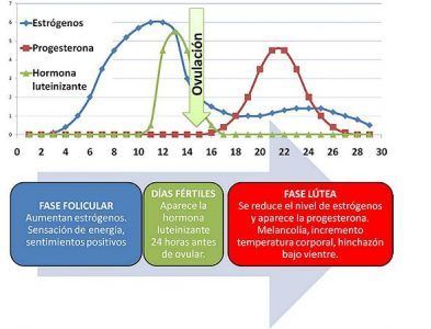 Influencia De Las Fases Del Ciclo Menstrual Sobre La Respuesta Cardiorrespiratoria Al Ejercicio